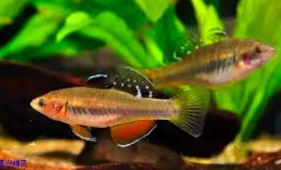 小型觀賞魚推薦