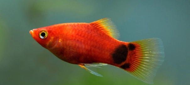 孔雀魚 新手照顧