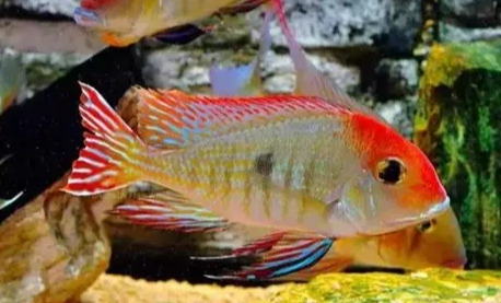 中型魚飼養技巧