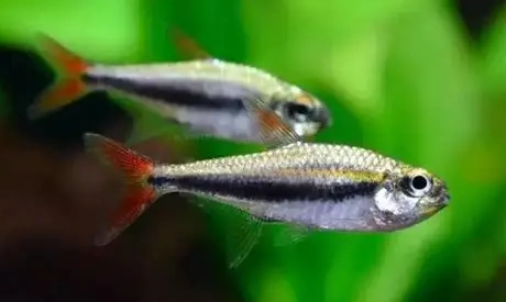 觀賞魚選擇指南