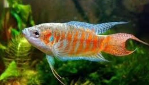 觀賞魚品種介紹