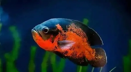 中型魚飼養技巧