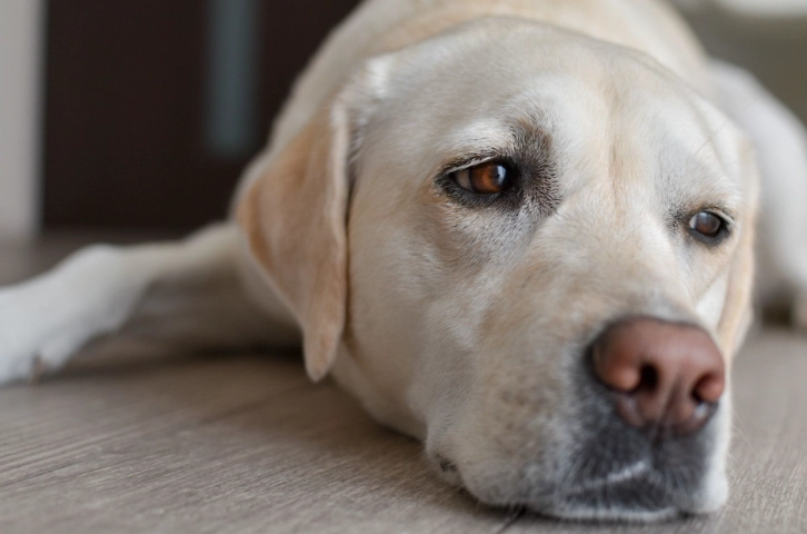 拉布拉多犬 黃金獵犬 哪個好