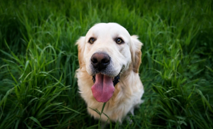 黃金獵犬聰明嗎