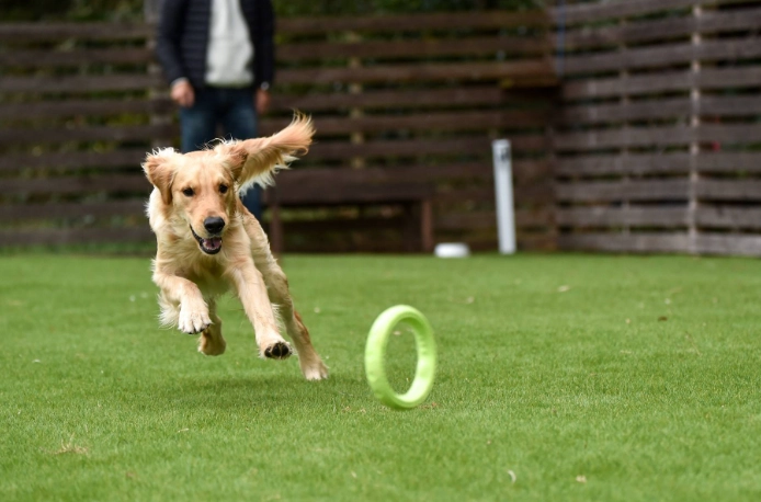 黃金獵犬聰明嗎