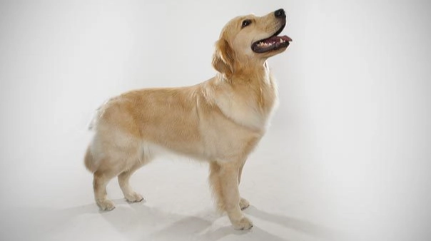 黃金獵犬訓練技巧