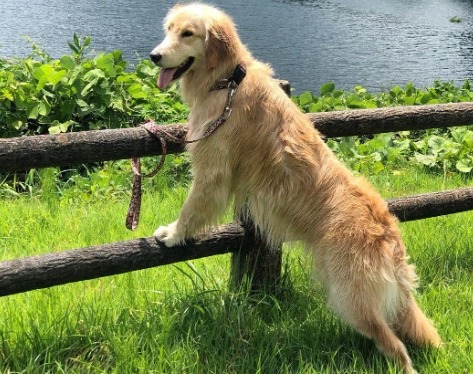 黃金獵犬聰明嗎