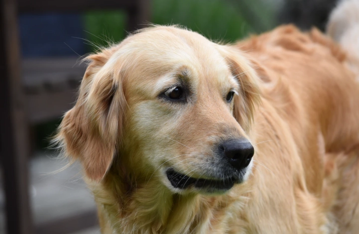 黃金獵犬體型標準