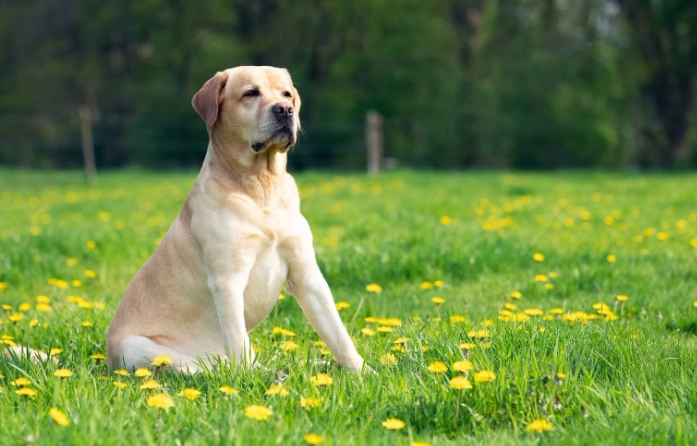 黃金獵犬 拉布拉多 比較