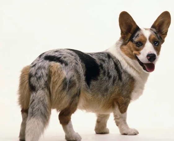 史瓦士基犬 健康問題