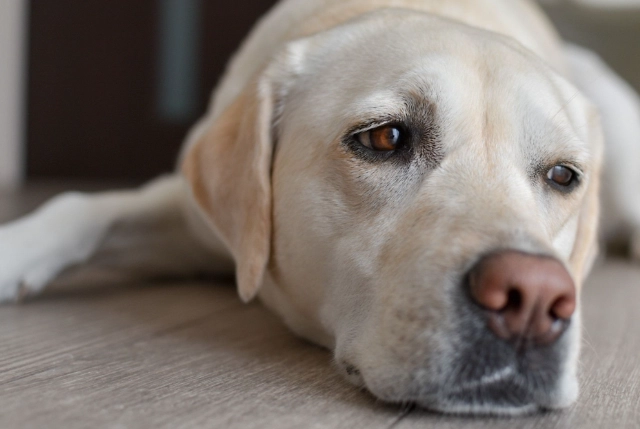混種犬飼養指南