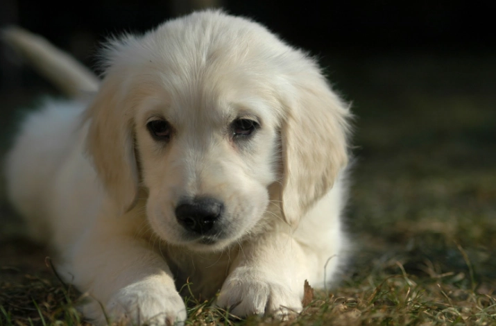 黃金獵犬體型標準