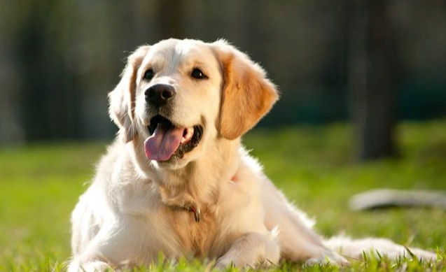 黃金獵犬訓練技巧