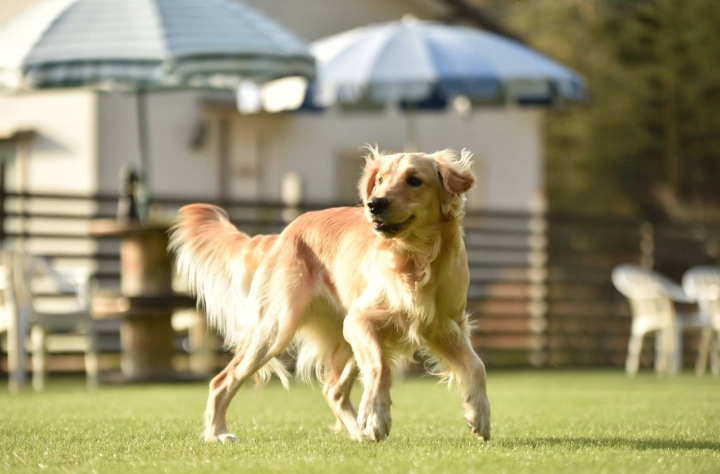 拉布拉多 黃金獵犬 差別