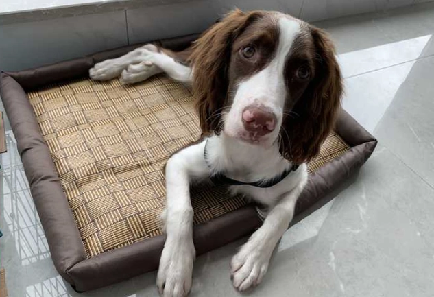 史瓦士基犬 性格