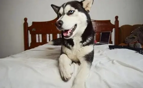 哈士奇行為問題