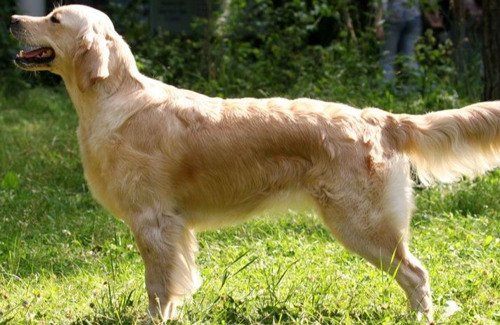 黃金獵犬智商排名