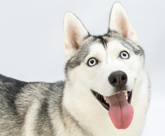 哈士奇行為問題