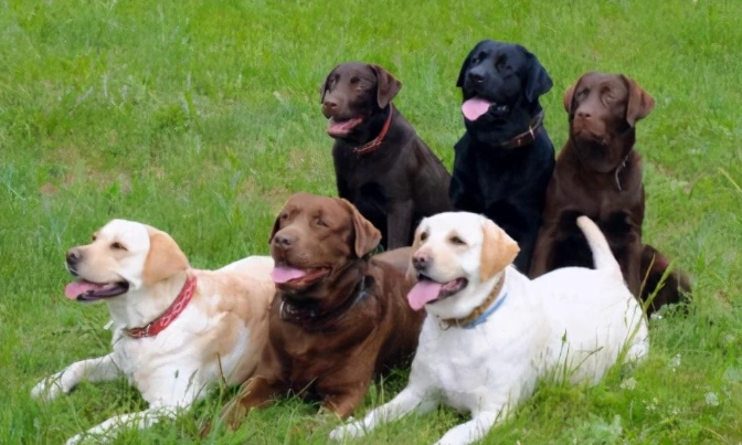 拉布拉多飼養