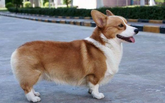 史瓦士基犬 飼養