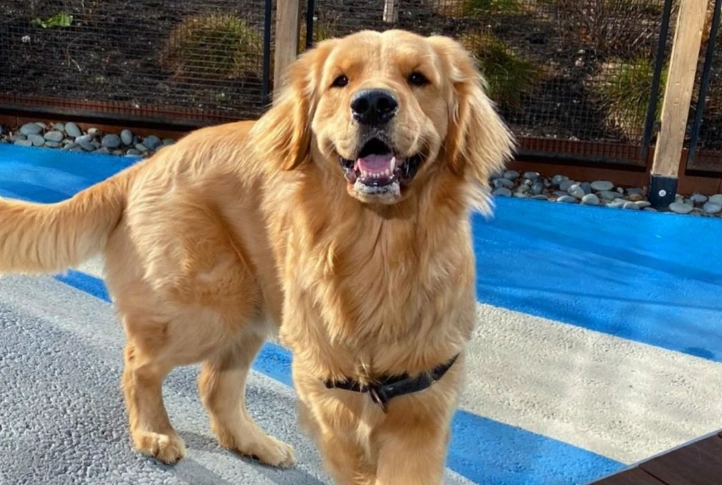 黃金獵犬智商排名