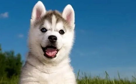 哈士奇行為問題