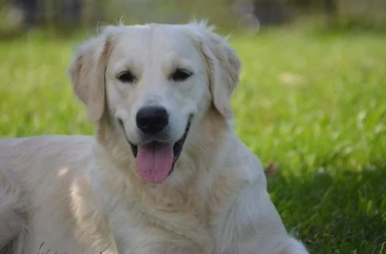 白色金毛尋回犬