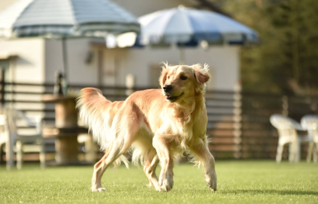 混種犬飼養指南