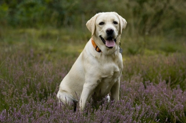 黃金獵犬拉布拉多混種