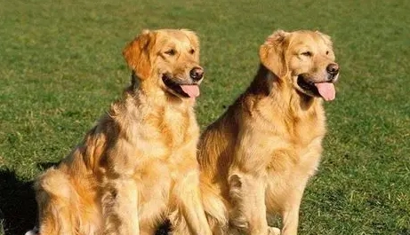 黃金獵犬拉布拉多混種