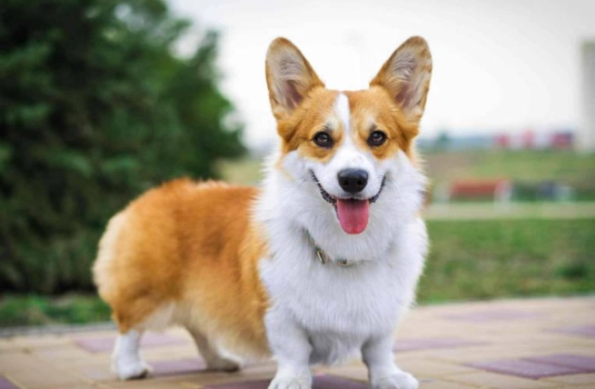 史瓦士基犬 性格