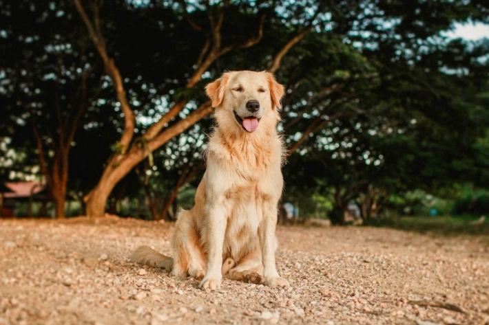 拉布拉多犬 黃金獵犬 哪個好