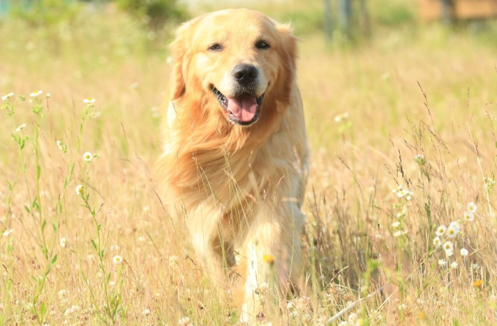黃金獵犬智商排名