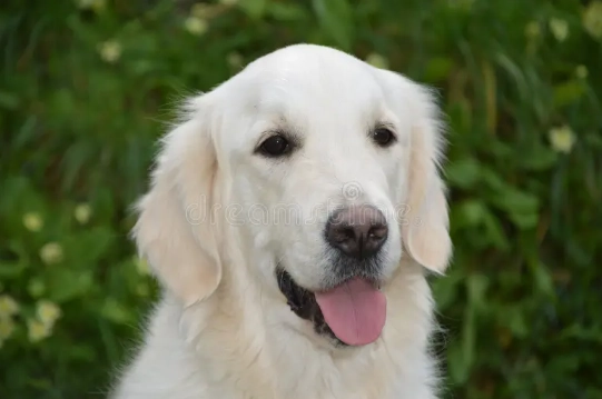 白色金毛尋回犬