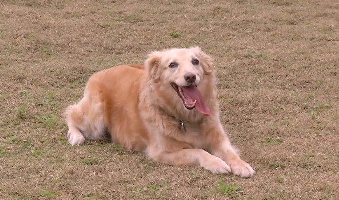 拉布拉多黃金獵犬差別