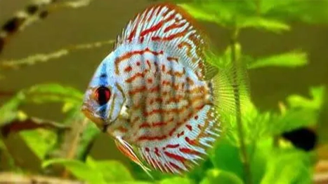 最好養的淡水魚