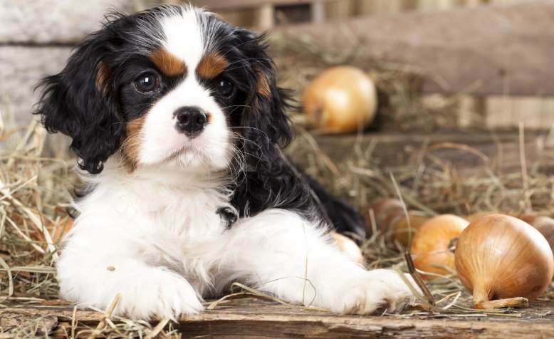 小狗洋蔥景點全攻略：門票、交通、必玩活動一次看