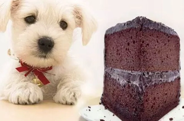 狗可以吃巧克力蛋糕嗎