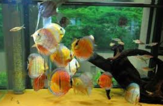 硝化菌加太多水濁