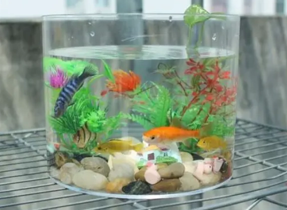 小魚缸多久換一次水