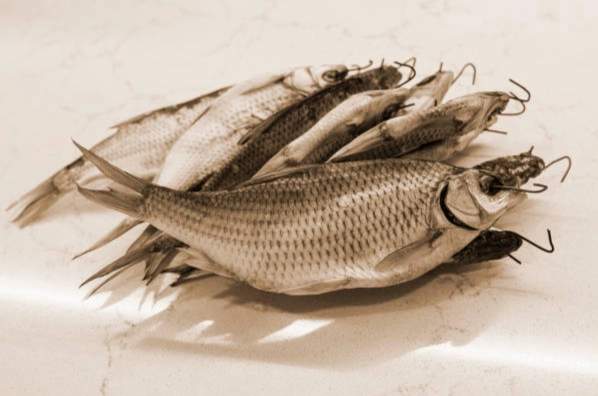 不吃蝦的魚餐廳全攻略：台北無蝦料理首選，地址菜單一次看