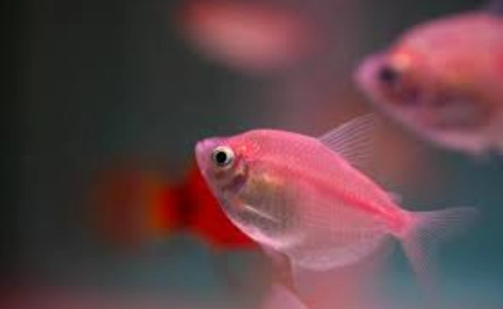 培養硝化菌要開燈嗎