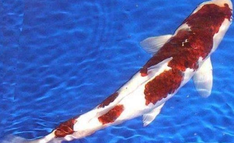 如何養魚不會死