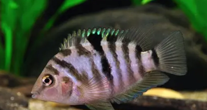 中型觀賞魚推薦