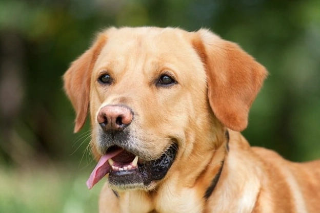 黃金獵犬拉布拉多智商
