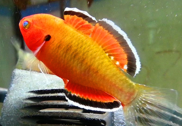 小型 觀賞魚 推薦